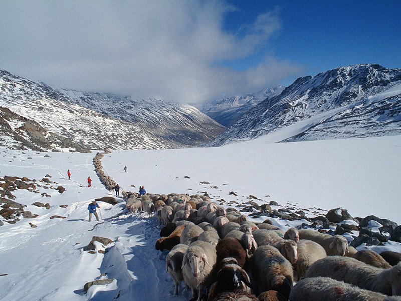 la-transhumance-deplacement-saisonnier-de-troupeaux
